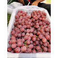 new season high quality red globe grapes